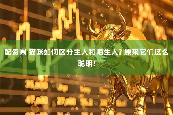 配资圈 猫咪如何区分主人和陌生人? 原来它们这么聪明!
