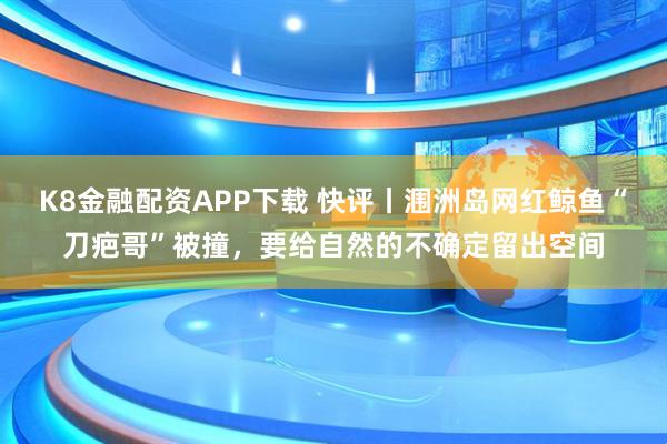 K8金融配资APP下载 快评丨涠洲岛网红鲸鱼“刀疤哥”被撞，要给自然的不确定留出空间