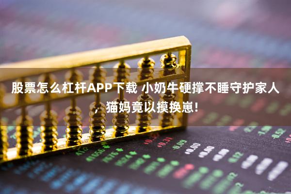 股票怎么杠杆APP下载 小奶牛硬撑不睡守护家人，猫妈竟以摸换崽!