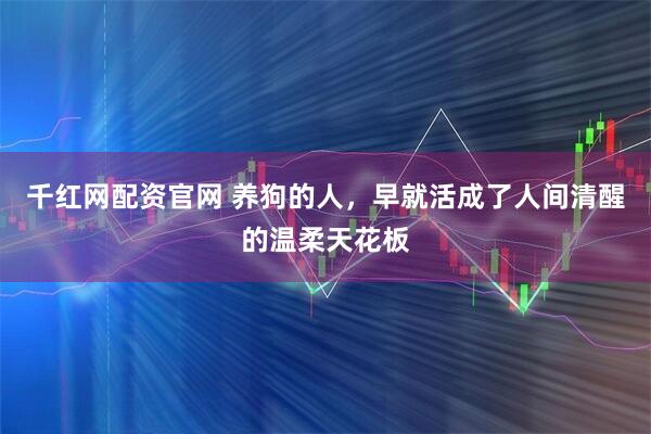 千红网配资官网 养狗的人，早就活成了人间清醒的温柔天花板